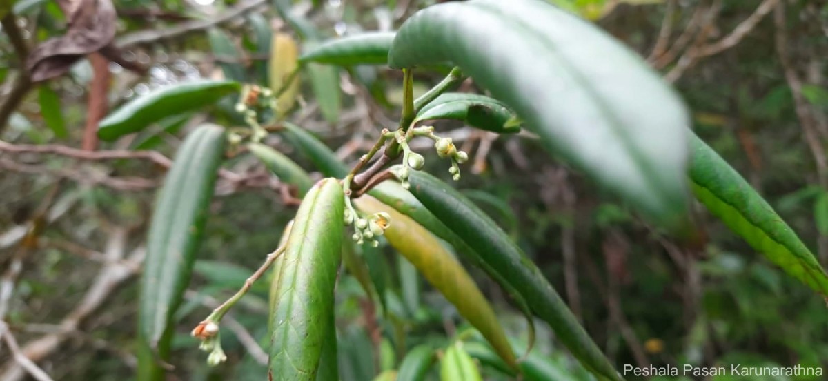 Schumacheria angustifolia Hook.f. & Thomson